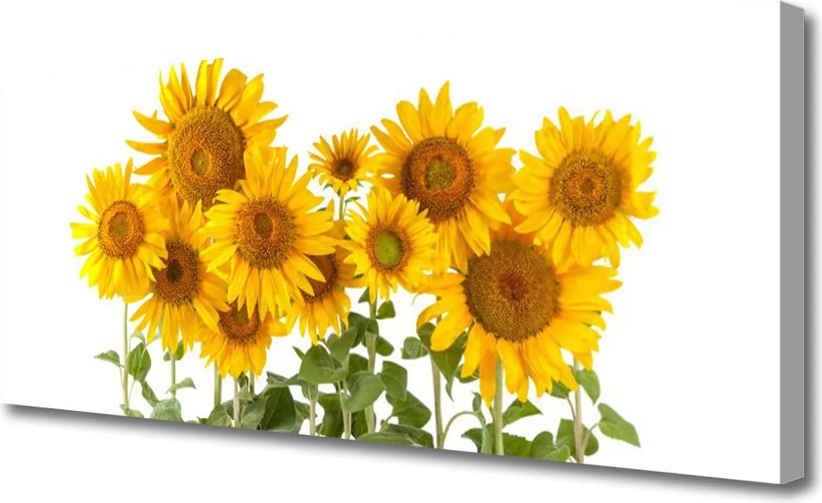 Obraz na płótnie Złociste Słoneczniki w Polu