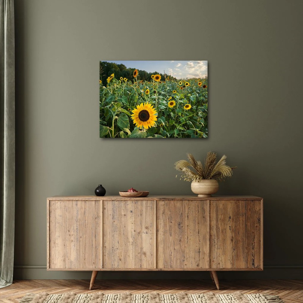 Obraz - Sunflower Field II. (70x50 cm)
