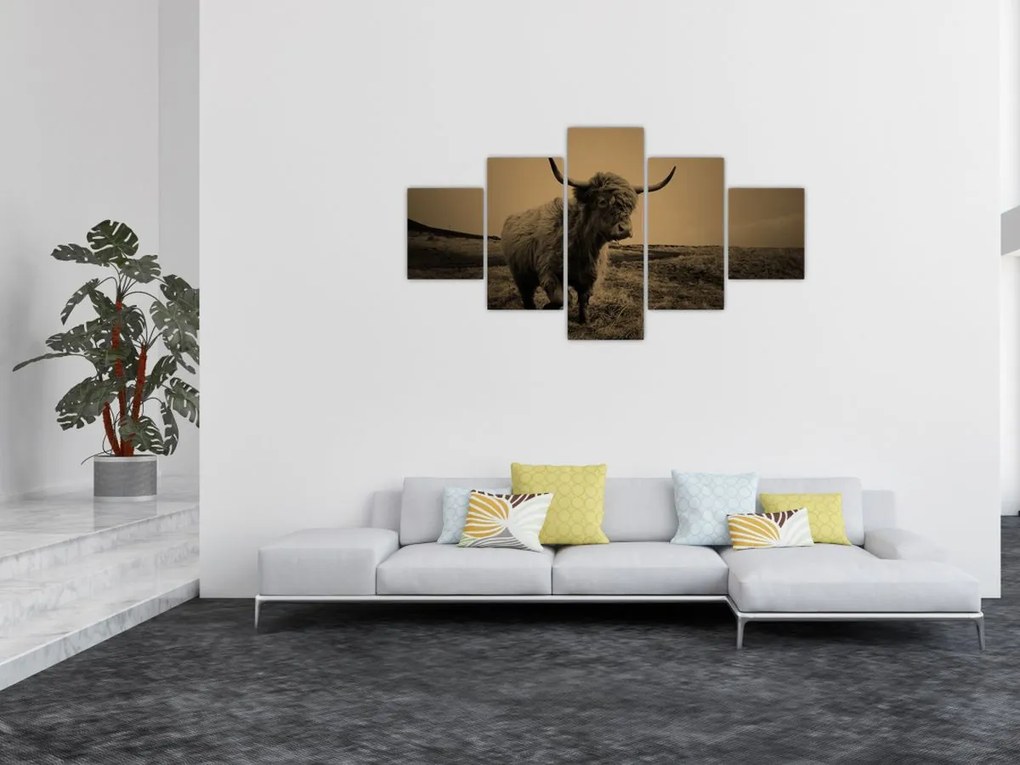 Obraz - Szkocka krowa na wolności (125x70 cm)