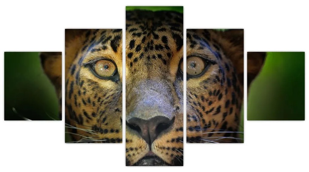 Obraz - Portret lamparta, Sri Lanka (125x70 cm)