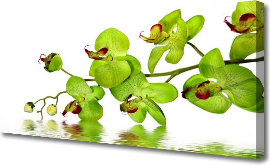 Zdjęcie na płótnie Kolorowy Ogród Botaniczny