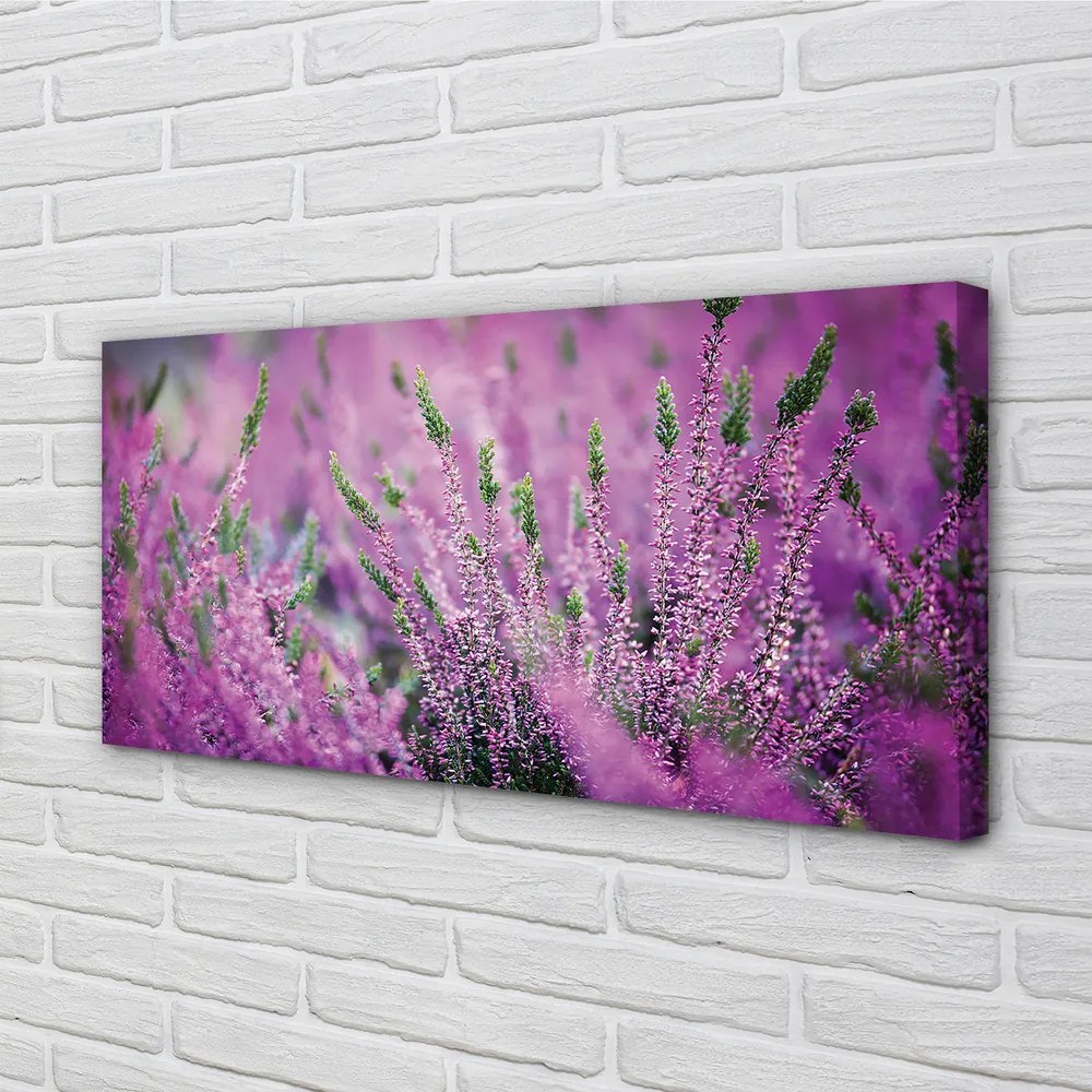 Duży obraz na płótnie Pole Wrzosów