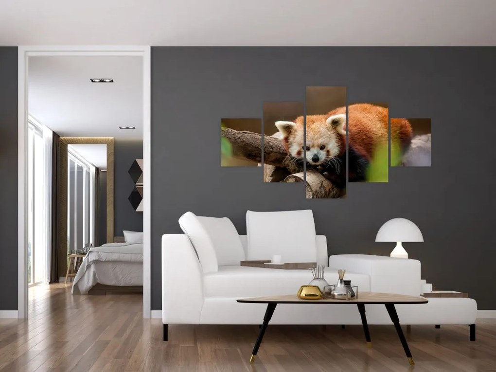 Obraz czerwonej pandy (125x70 cm)