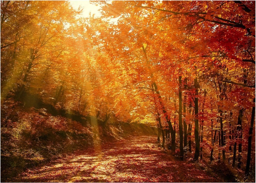 Obraz jesiennego lasu (70x50 cm)