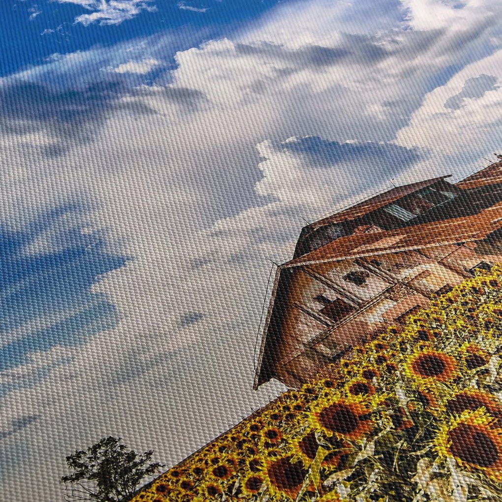 Obraz pola słoneczników (170x50 cm)
