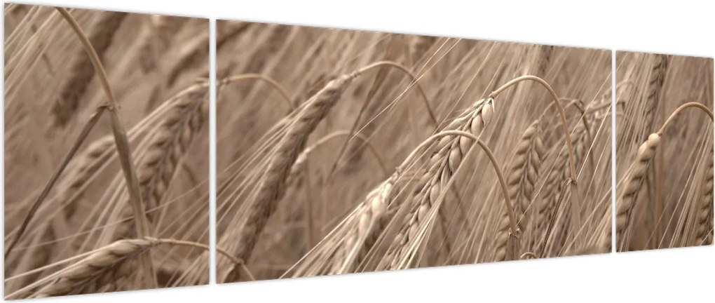 Obraz - Złote pole (170x50 cm)