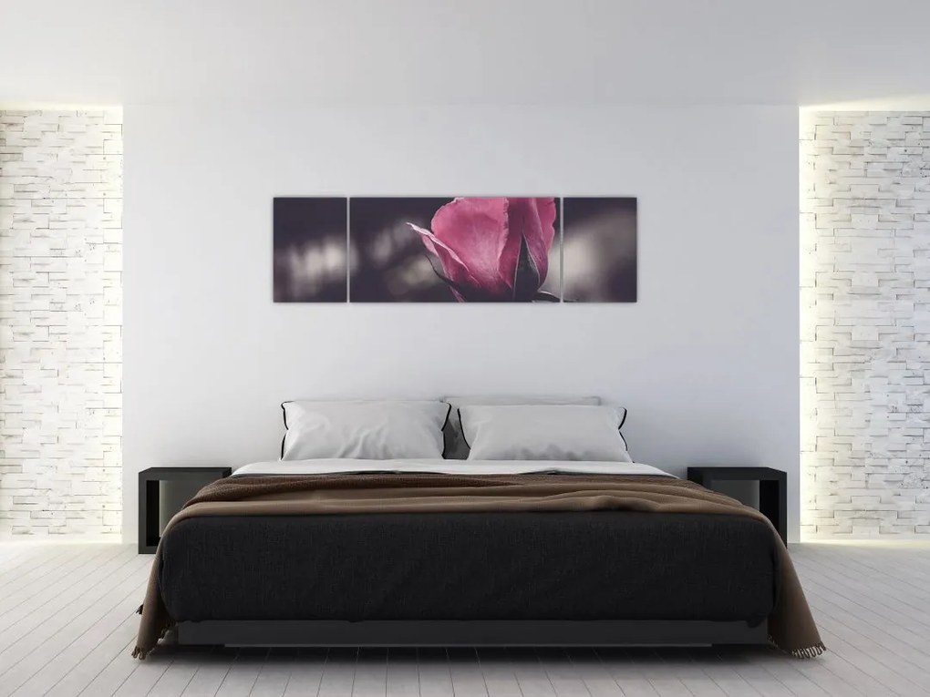 Obraz - Detal kwiatu róży (170x50 cm)
