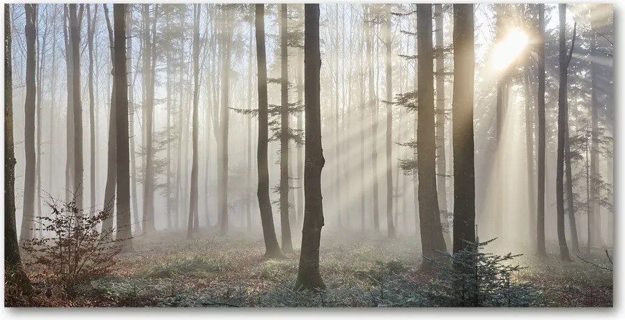 Foto obraz szkło akryl Mgła w lesie