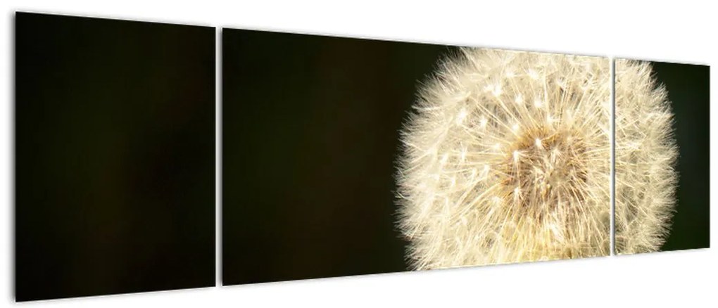 Obraz szarego dmuchawca (170x50 cm)