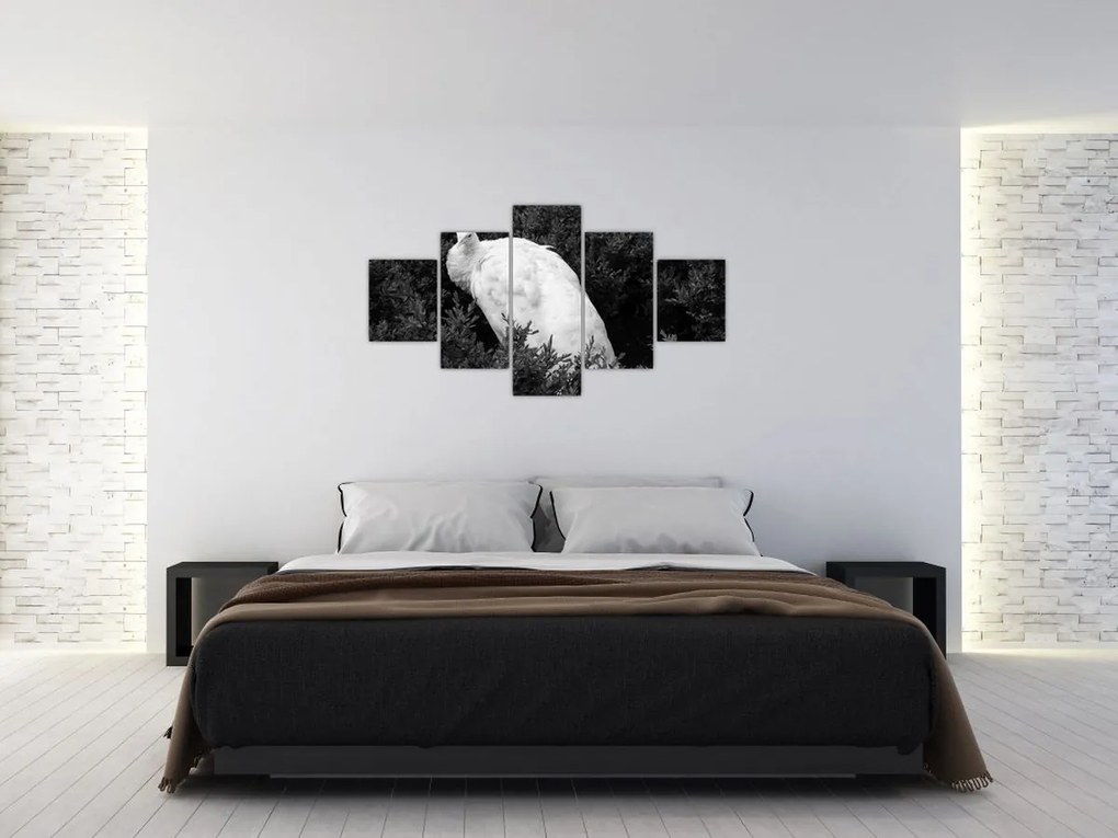 Obraz - Paw, czarno - biały (125x70 cm)
