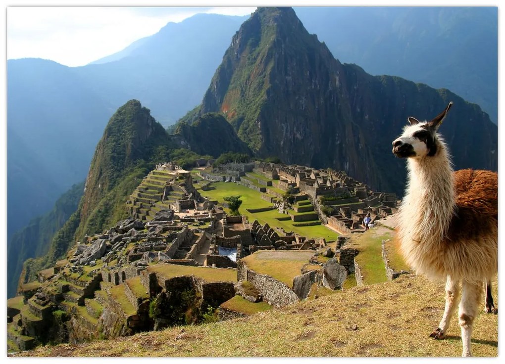 Obraz - Lama i Machu Picchu (70x50 cm)