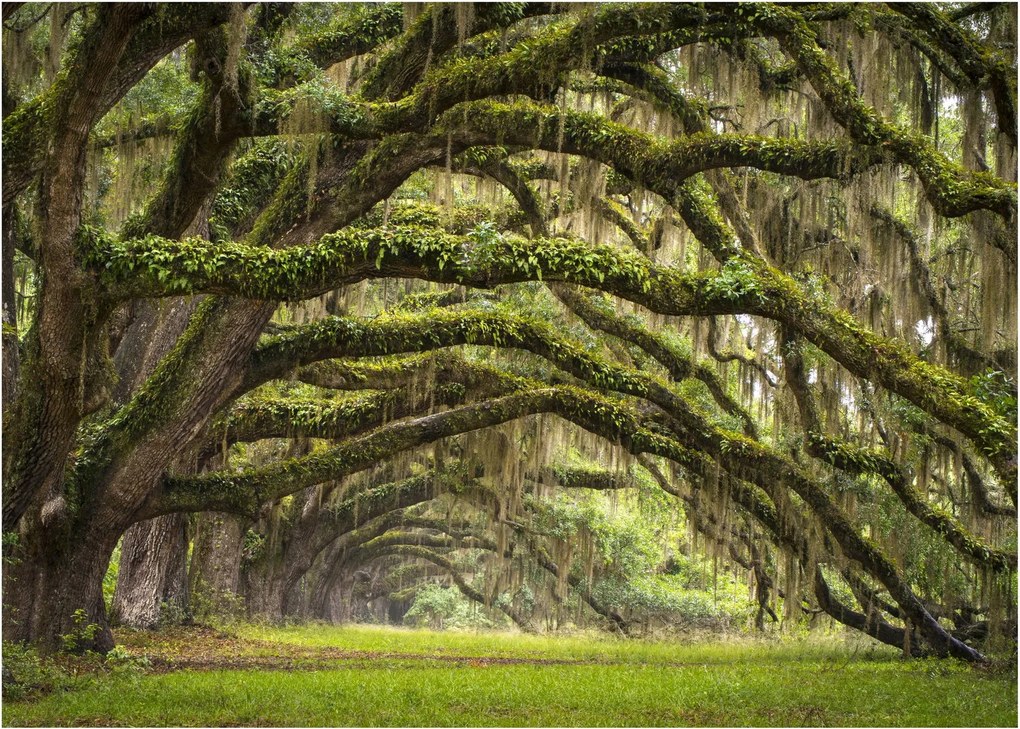 Obraz - Oaks Avenue, Charleston, Karolina Południowa, USA (70x50 cm)
