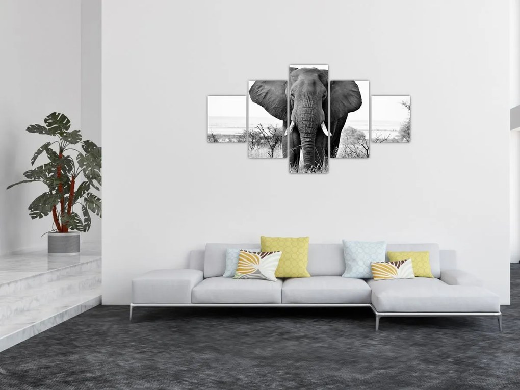 Obraz - Słoń afrykański II. (125x70 cm)