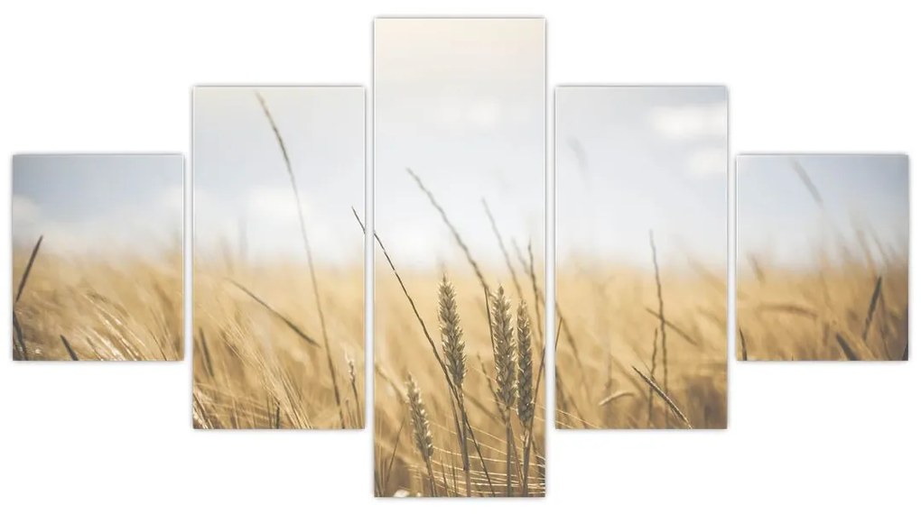 Obraz ziarna (125x70 cm)