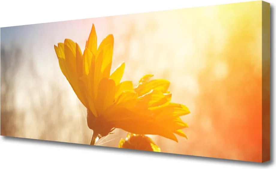 Zdjęcie na płótnie Złoty Słonecznik w Słońcu