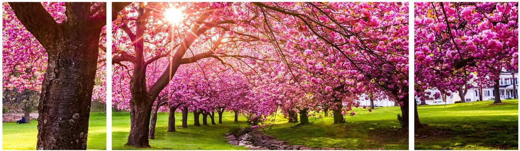 Obraz kwitnących czereśni, Hurd Park, Dover, New Jersey (170x50 cm)