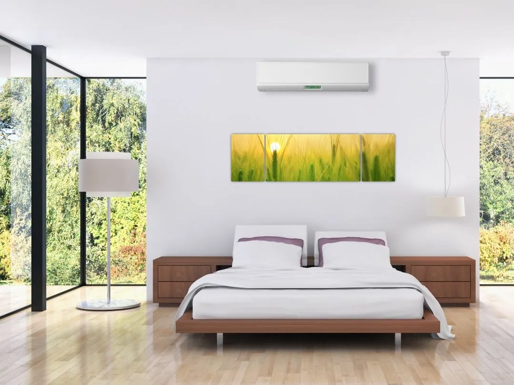 Obraz pola ze zbożem (170x50 cm)