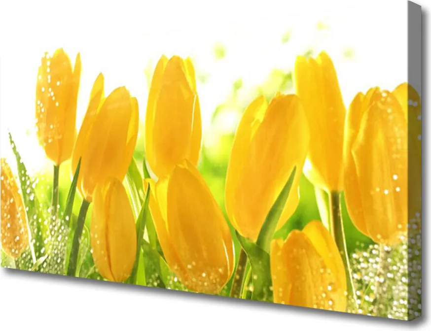 Zdjęcie na płótnie Tulipany w Pełnym Rozkwicie