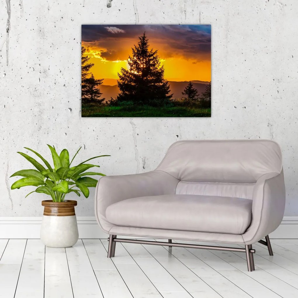 Obraz - drzewa iglaste (70x50 cm)