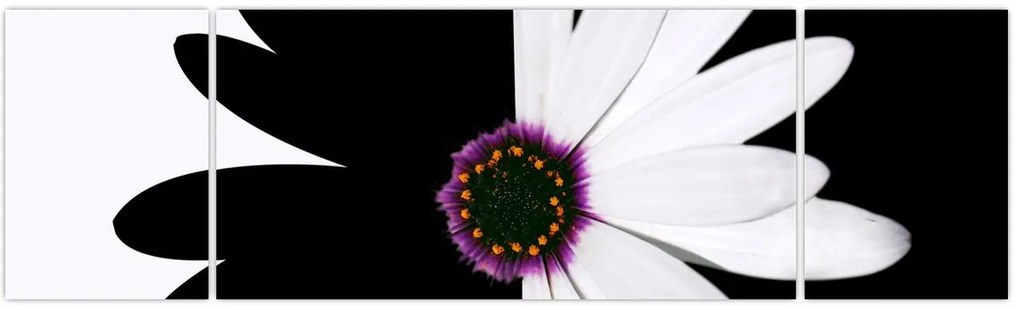 Obraz czarno - białego kwiatu (170x50 cm)