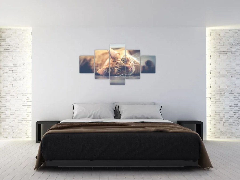 Obraz kota na podłodze (125x70 cm)