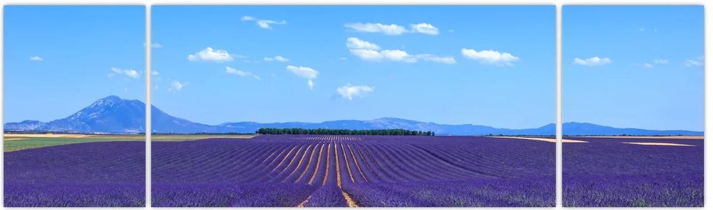 Obraz - Pole lawendy (170x50 cm)