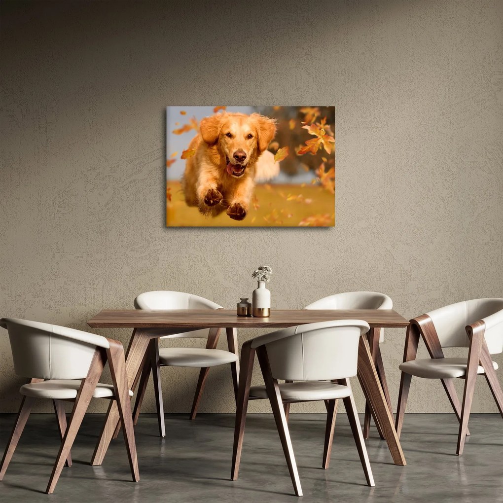 Obraz - Golden Retriever (70x50 cm)