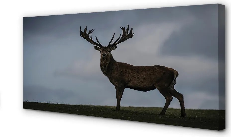 Obraz canvas na ścianę Nocne Spotkanie z Jeleniem