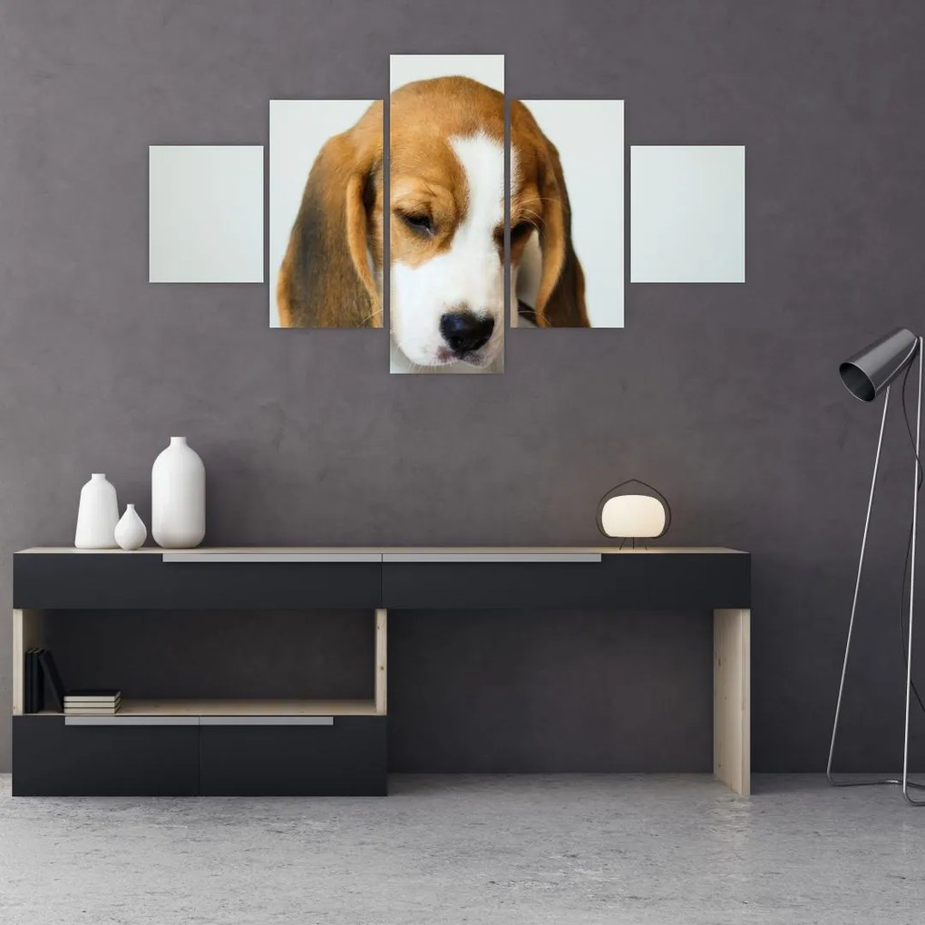 Obraz Beagle (125x70 cm)
