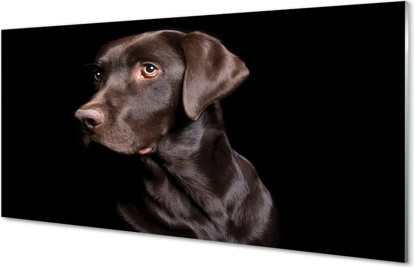 Panel szklany do Kuchni Wierny Brązowy Przyjaciel