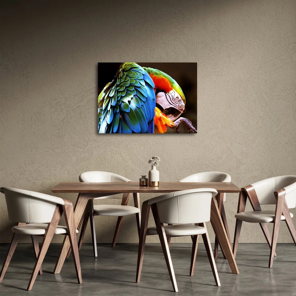 Obraz - Papuga (70x50 cm)