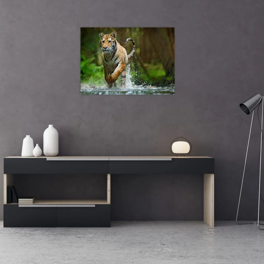 Obraz na szkle - biegnący tygrys (70x50 cm)