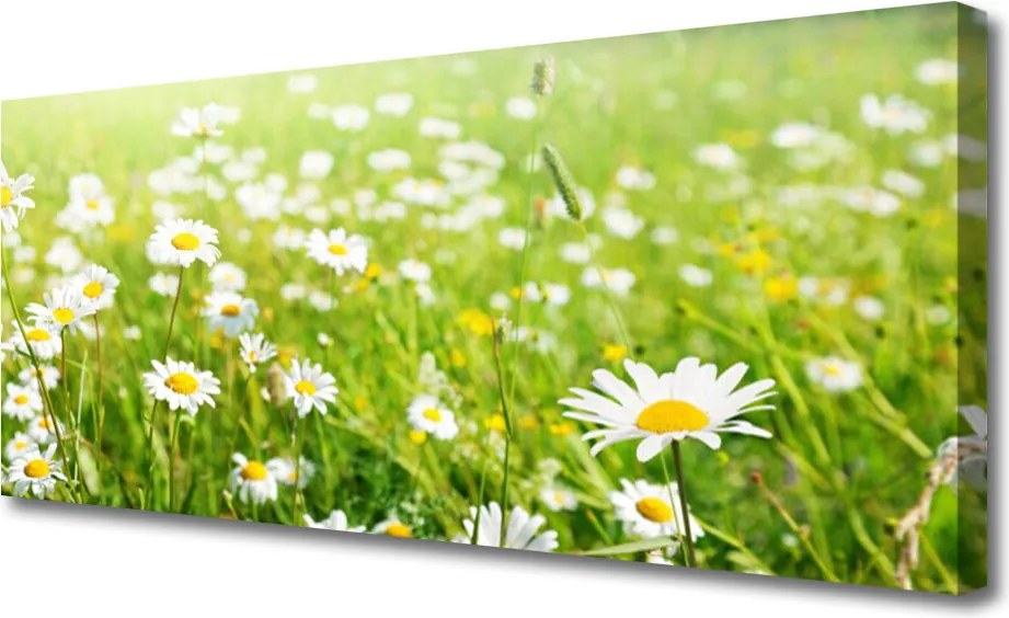 Duży obraz na płótnie Polana Białych Stokrotek