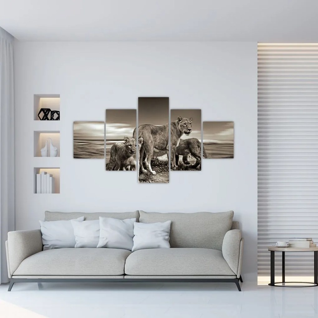 Obraz czarno - białych lwów (125x70 cm)
