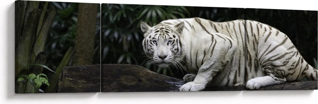 Obraz - Tygrys albinos (170x50 cm)
