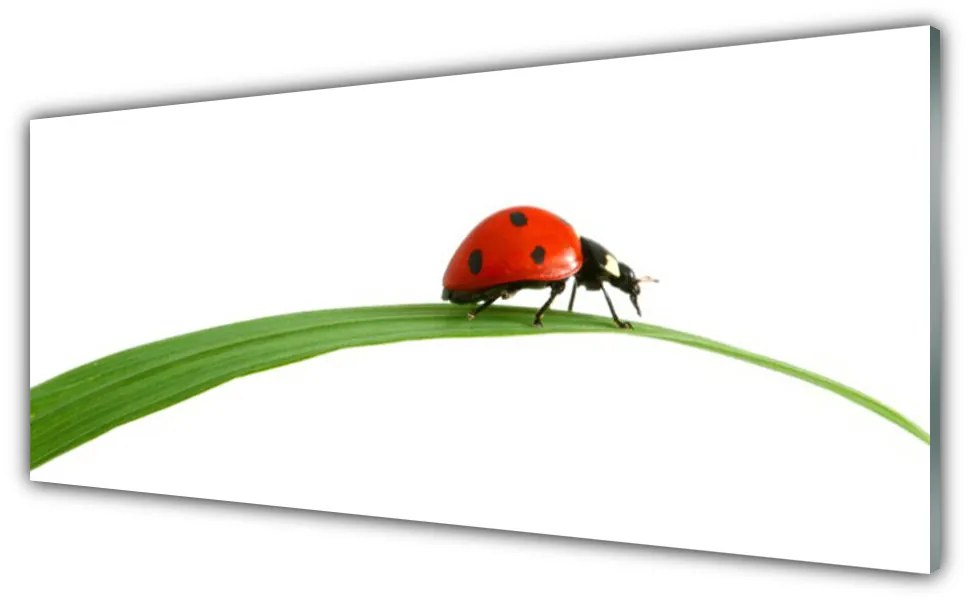 Obraz na Szkle Biedronka Natura