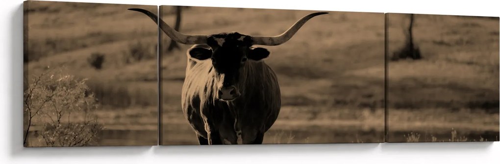 Obraz - Krowa z Teksasu (170x50 cm)