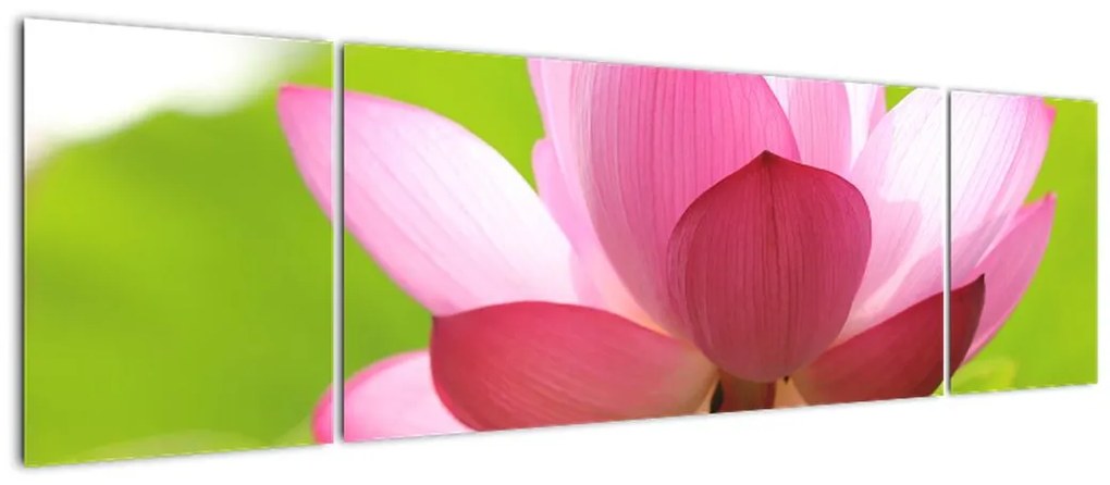 Obraz kwiatu lotosu (170x50 cm)