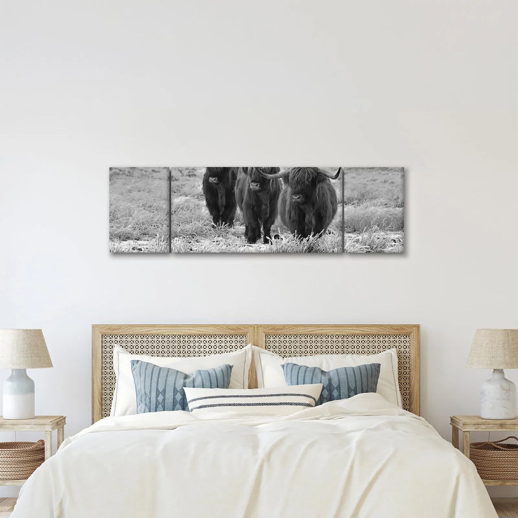 Obraz - Szkockie krowy (170x50 cm)
