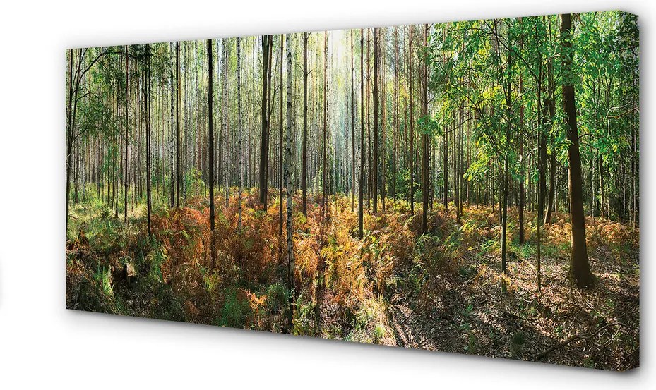 Zdjęcie na płótnie Las Brzozowy