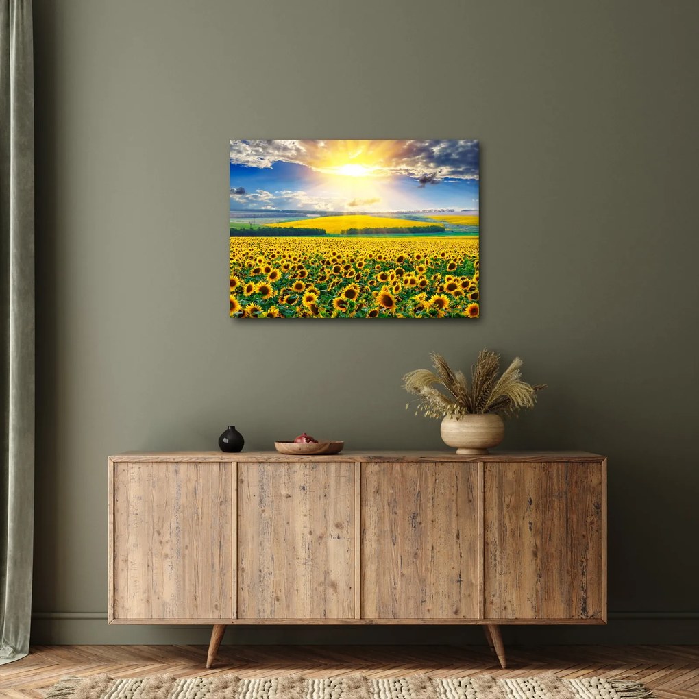 Obraz - Pole słoneczników (70x50 cm)