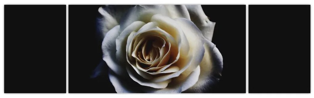 Obraz białej róży (170x50 cm)