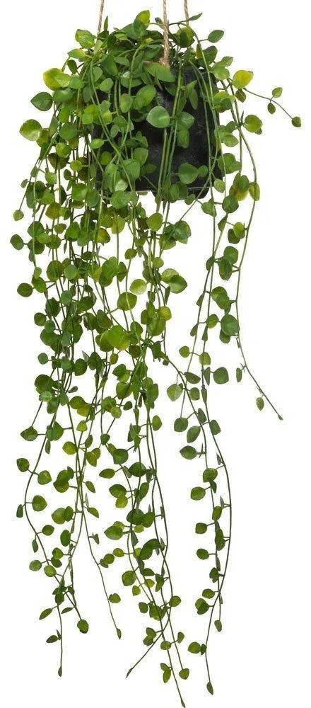 Sztuczny kwiat w doniczce Peperomia, wiszący, Ø 18 x 62 cm