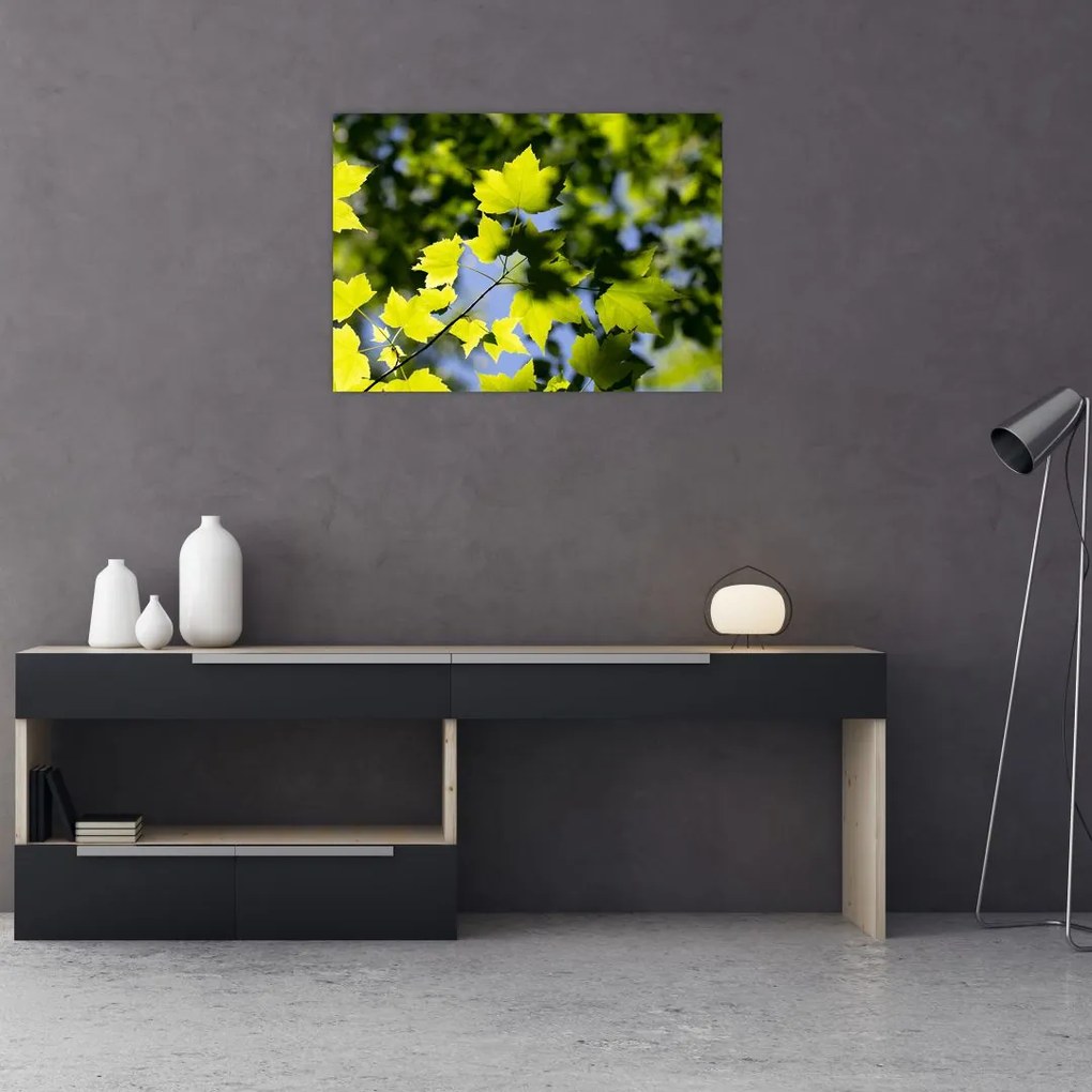Obraz - liście klonu (70x50 cm)