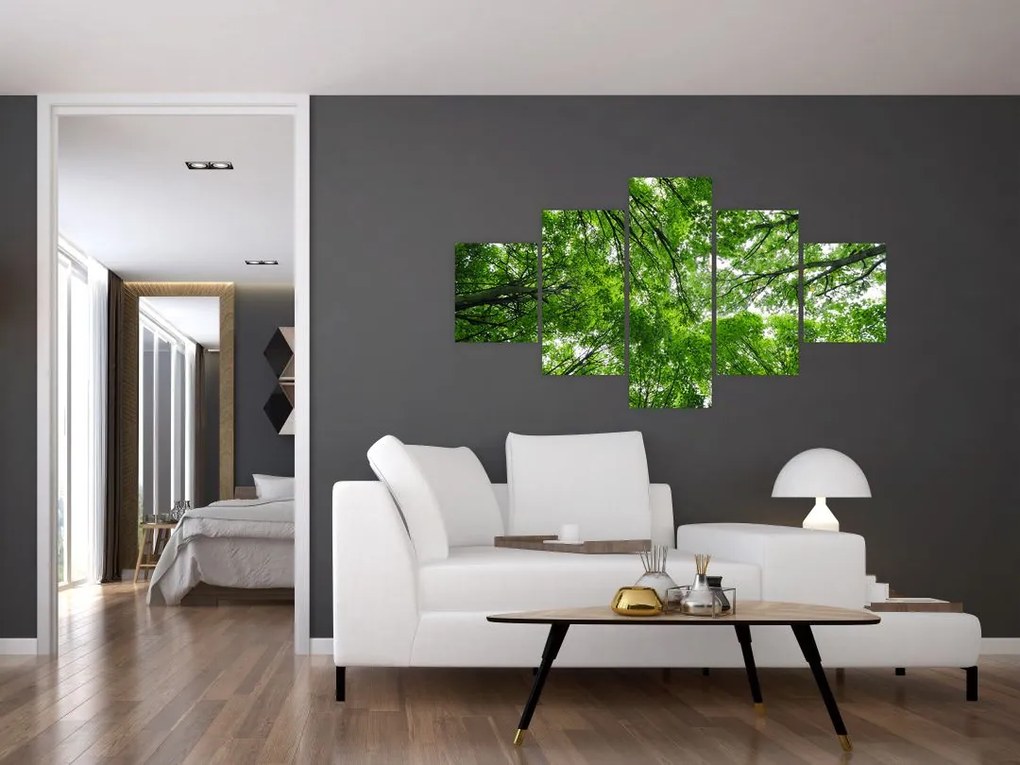 Obraz - Widok do korony drzewa (125x70 cm)