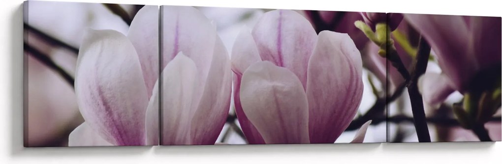 Obraz - Magnolia (170x50 cm)