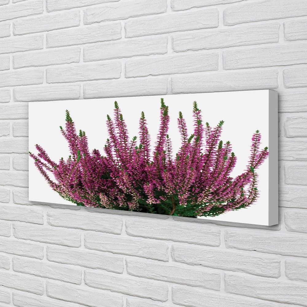 Duży obraz na płótnie Wrzosy