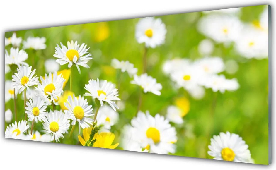 Panel Szklany do Kuchni Urok Polnej Stokrotki