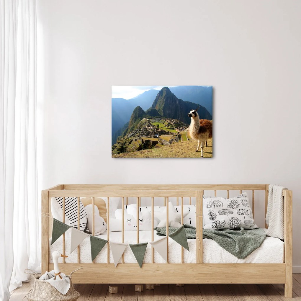 Obraz - Lama i Machu Picchu (70x50 cm)