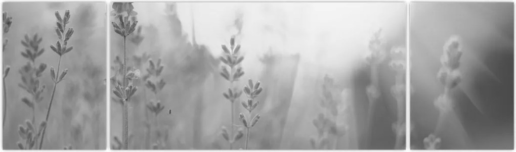 Obraz - Lawenda (170x50 cm)